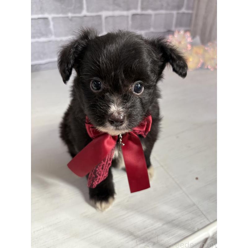 販売中の東京都のミックス犬-408784の6枚目
