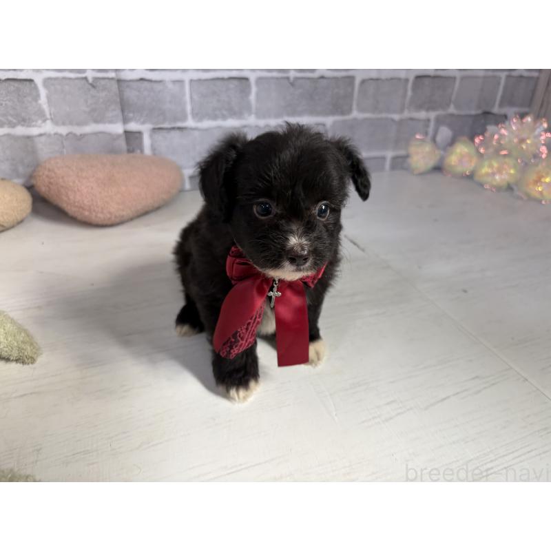 販売中の東京都のミックス犬-408784の5枚目
