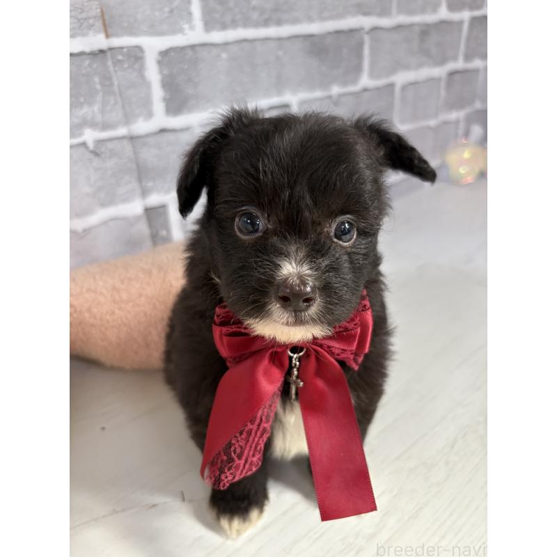 販売中の東京都のミックス犬-408784