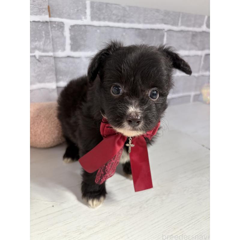 販売中の東京都のミックス犬-408784の4枚目