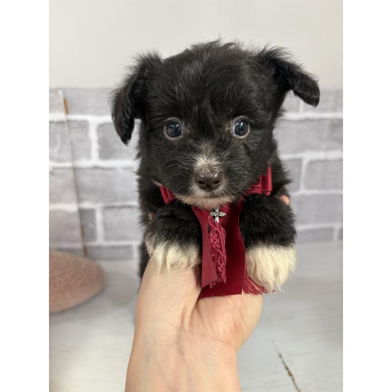 販売中の東京都のミックス犬-408784の3枚目