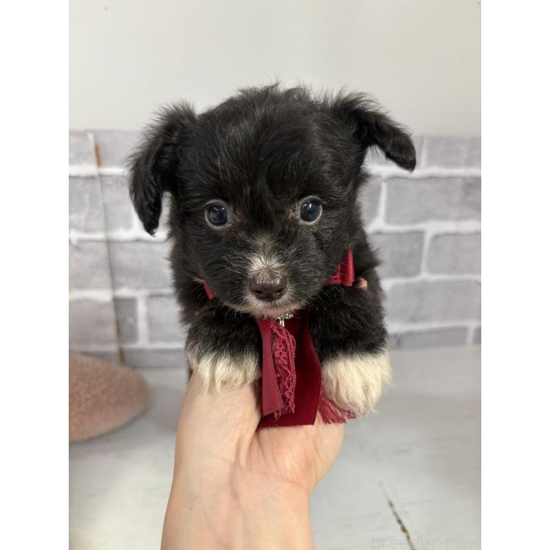販売中の東京都のミックス犬-408784の2枚目