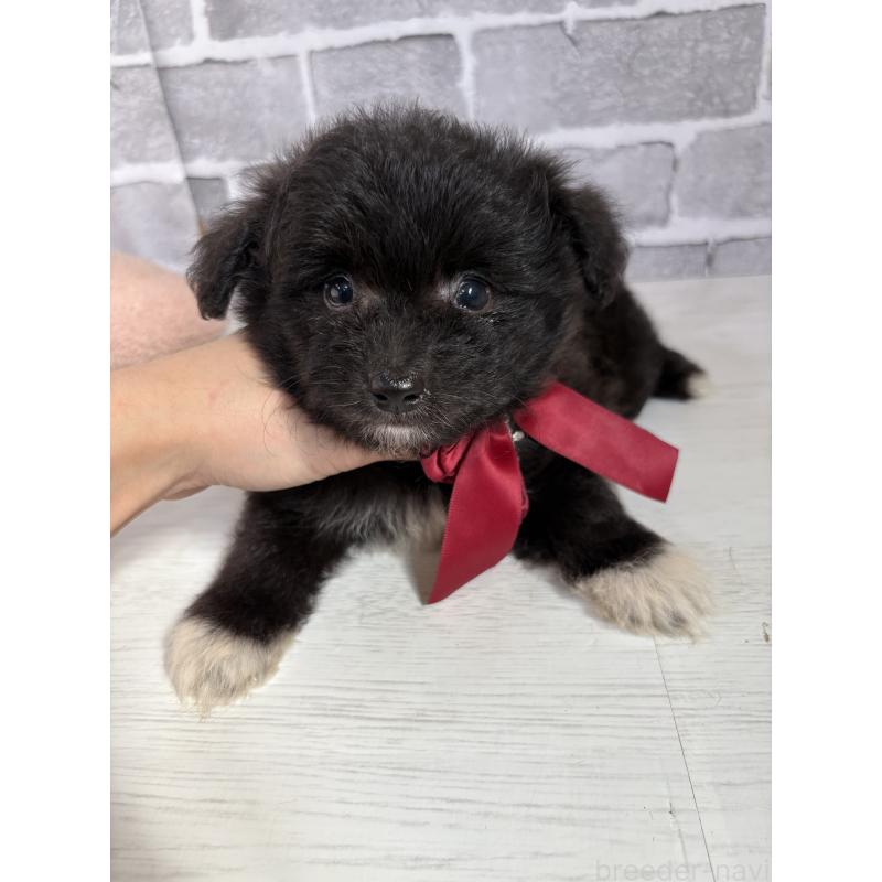 販売中の東京都のミックス犬-408785の20枚目