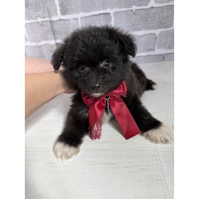 販売中の東京都のミックス犬-408785の19枚目