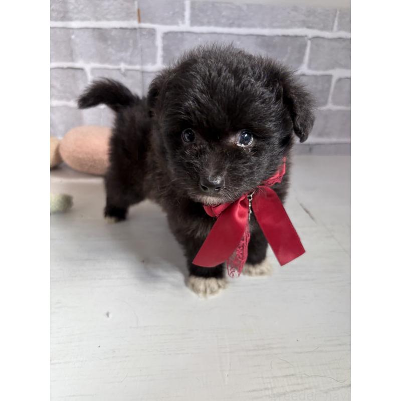 販売中の東京都のミックス犬-408785の18枚目