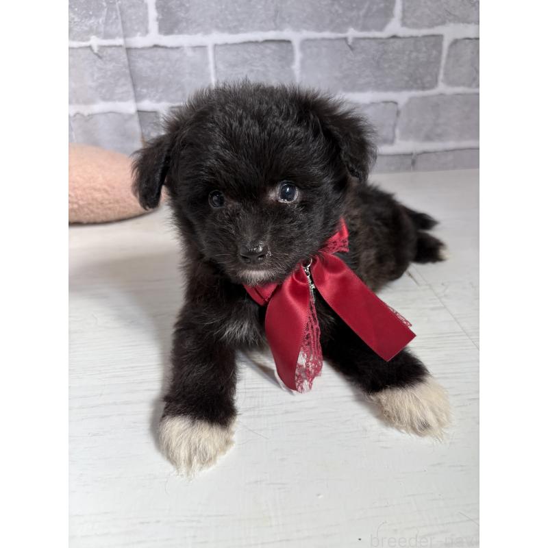 販売中の東京都のミックス犬-408785の17枚目