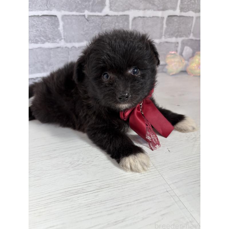 販売中の東京都のミックス犬-408785の16枚目