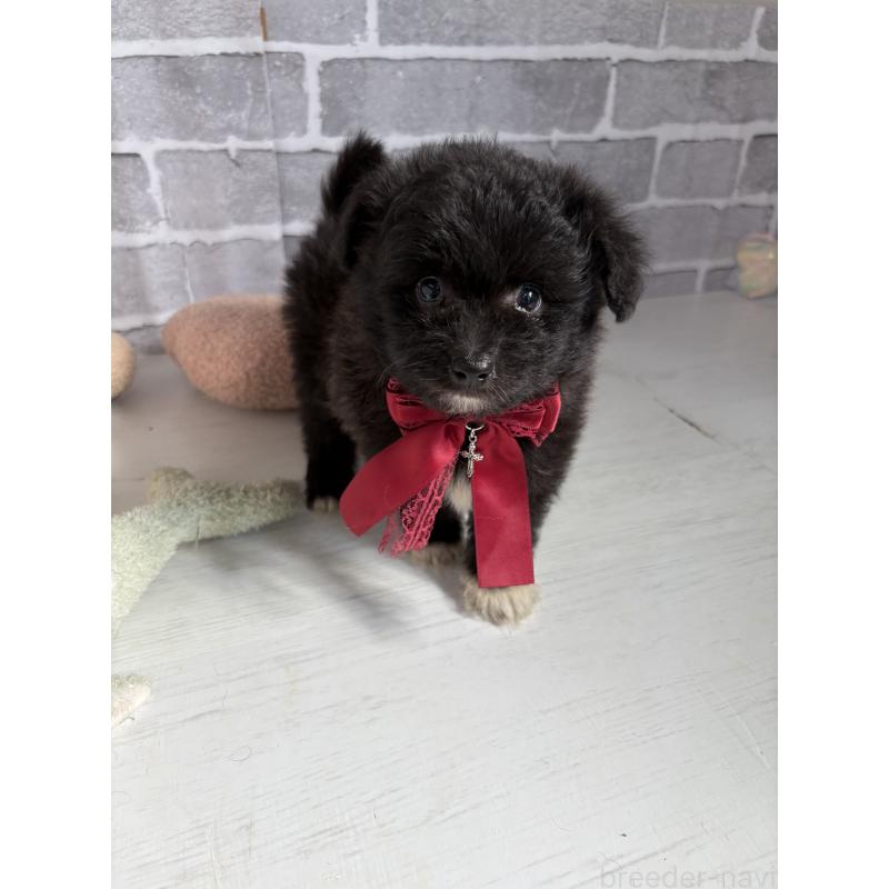 販売中の東京都のミックス犬-408785の15枚目