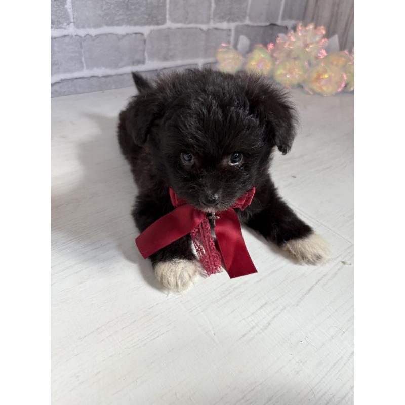販売中の東京都のミックス犬-408785の13枚目