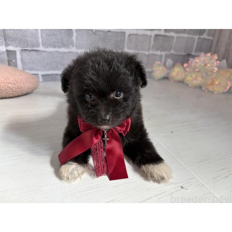 販売中の東京都のミックス犬-408785の11枚目