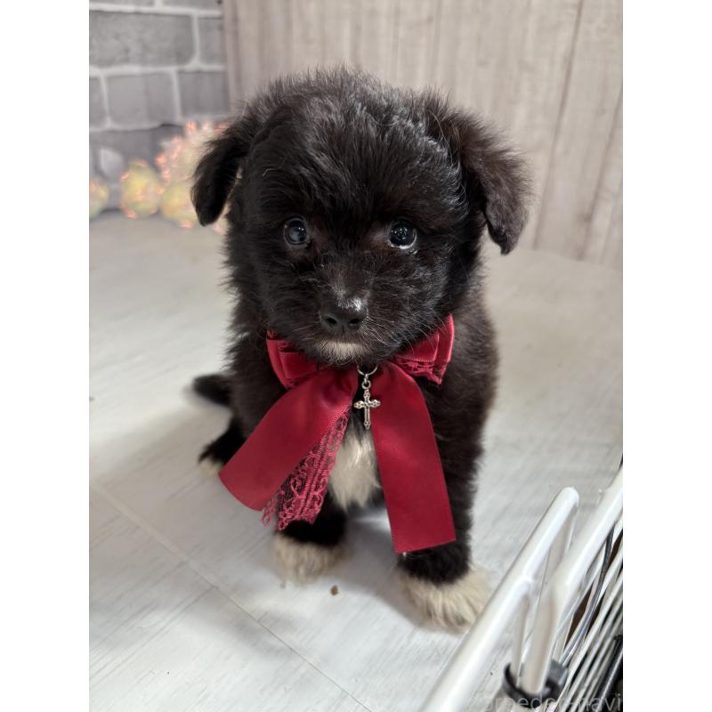 販売中の東京都のミックス犬-408785の10枚目