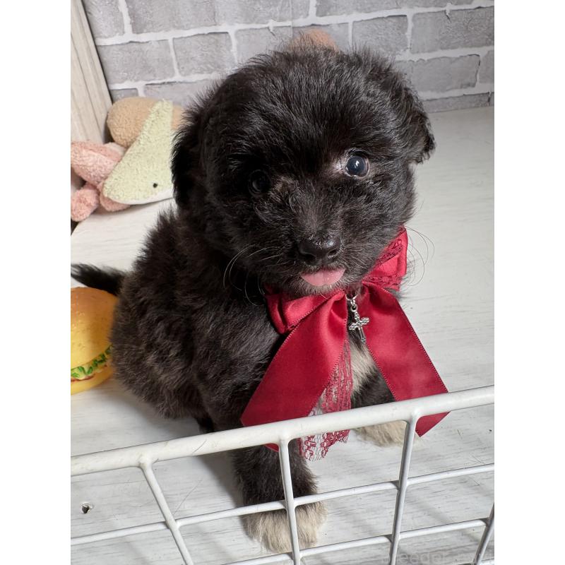 販売中の東京都のミックス犬-408785の8枚目
