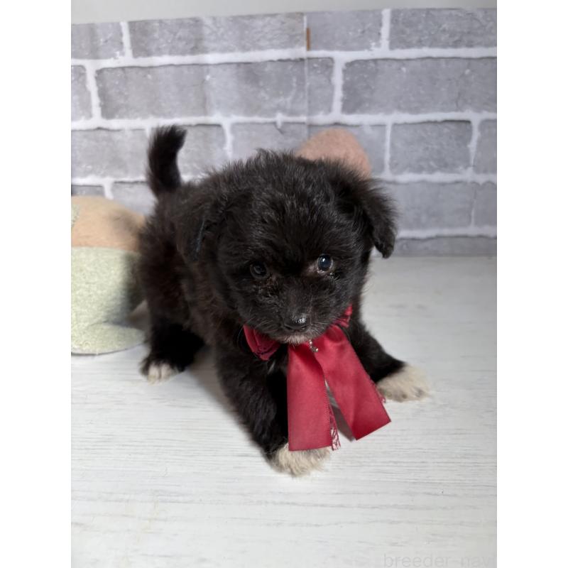 販売中の東京都のミックス犬-408785の6枚目