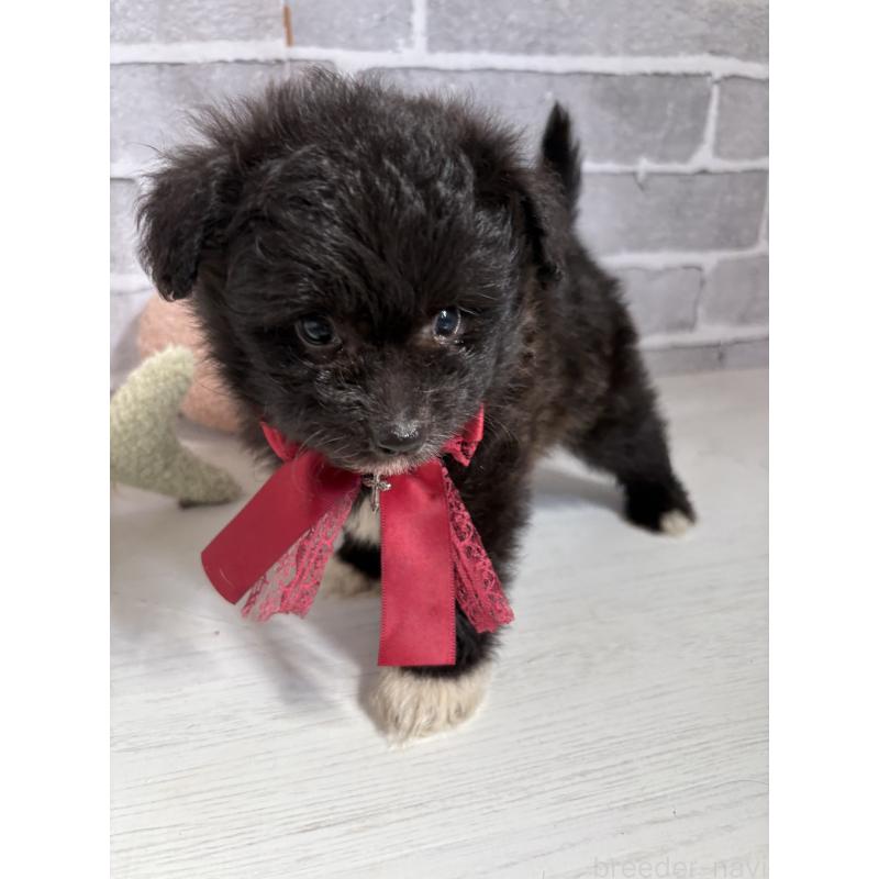 販売中の東京都のミックス犬-408785の5枚目