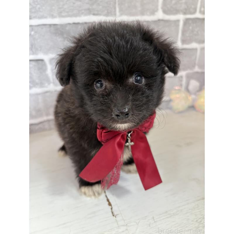 販売中の東京都のミックス犬-408785の4枚目