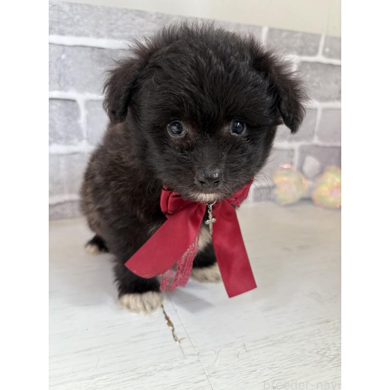 販売中の東京都のミックス犬-408785の3枚目