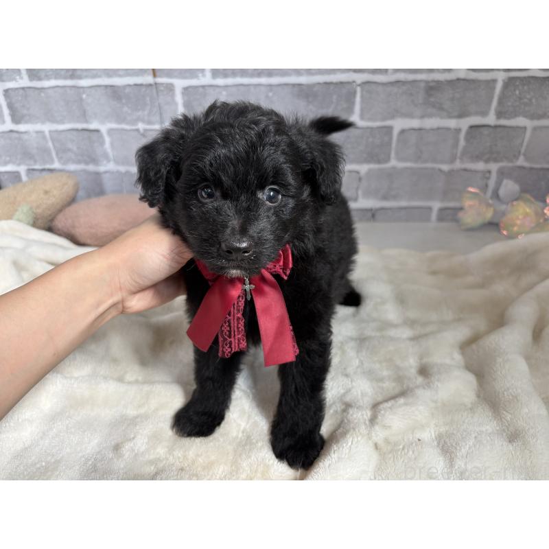 販売中の東京都のミックス犬-408786の7枚目