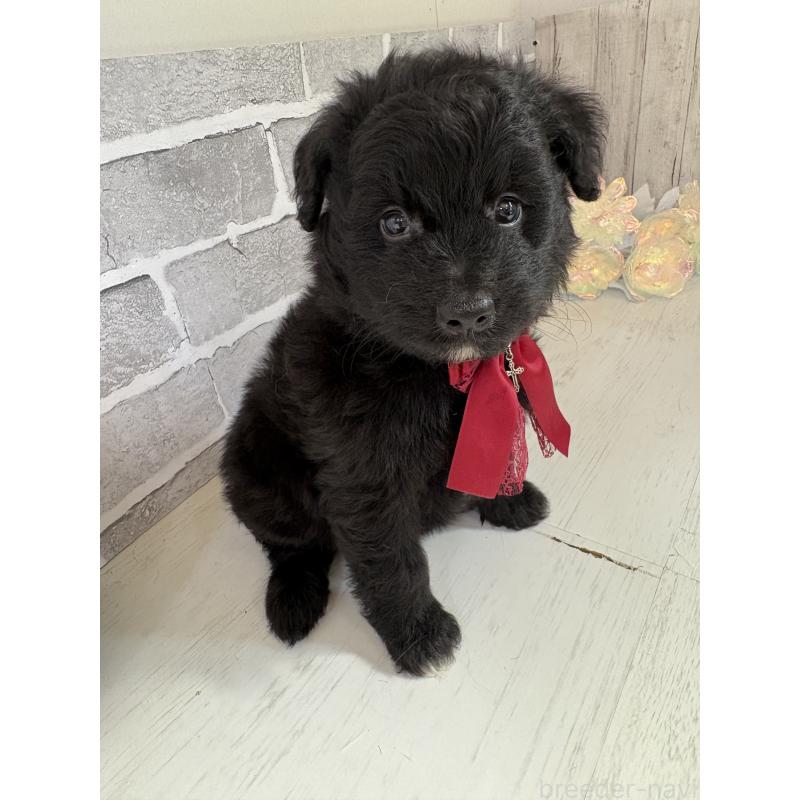 販売中の東京都のミックス犬-408786の4枚目