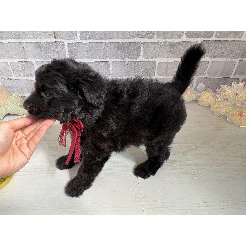 販売中の東京都のミックス犬-408786の3枚目