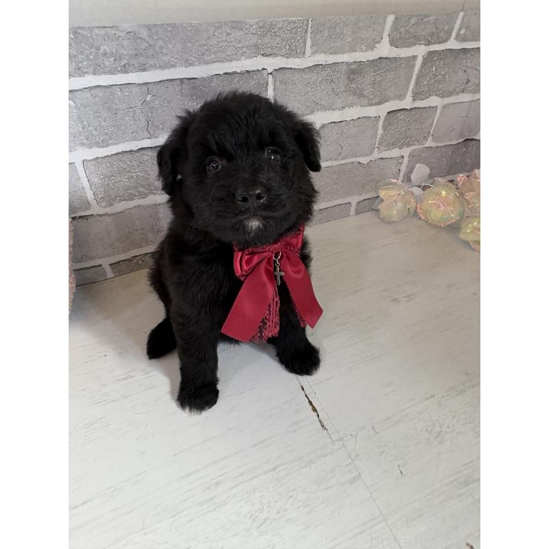 販売中の東京都のミックス犬-408786の2枚目