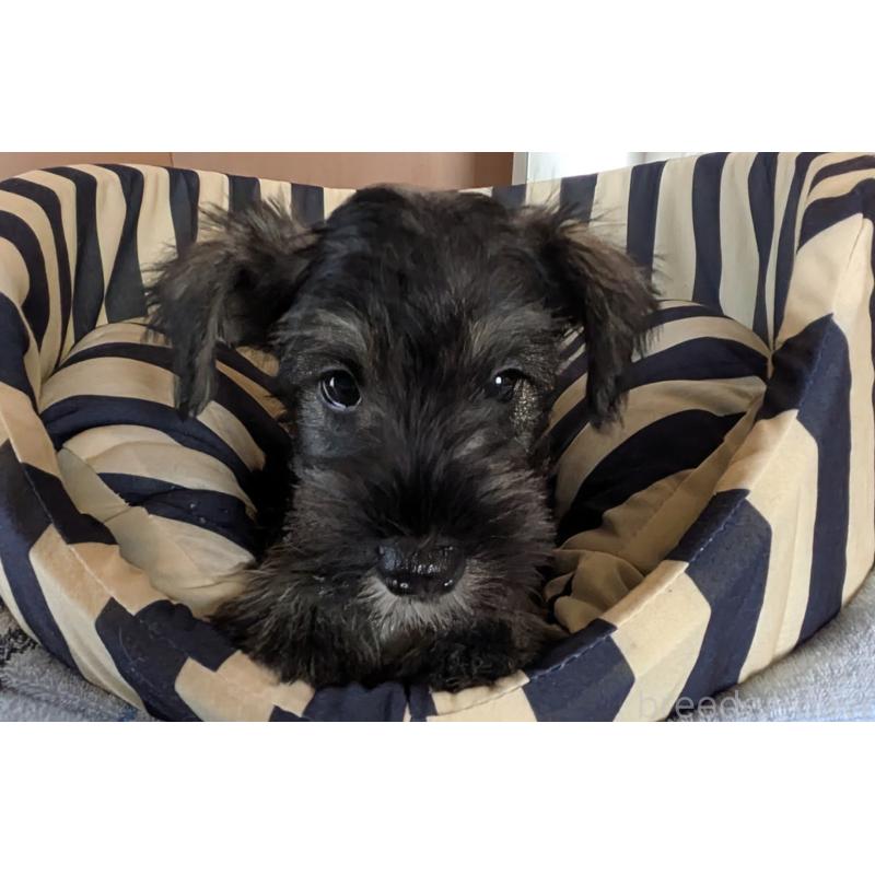 成約済の群馬県のミニチュアシュナウザー-403995の4枚目