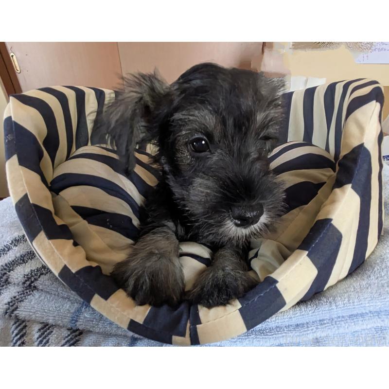 成約済の群馬県のミニチュアシュナウザー-403995の3枚目