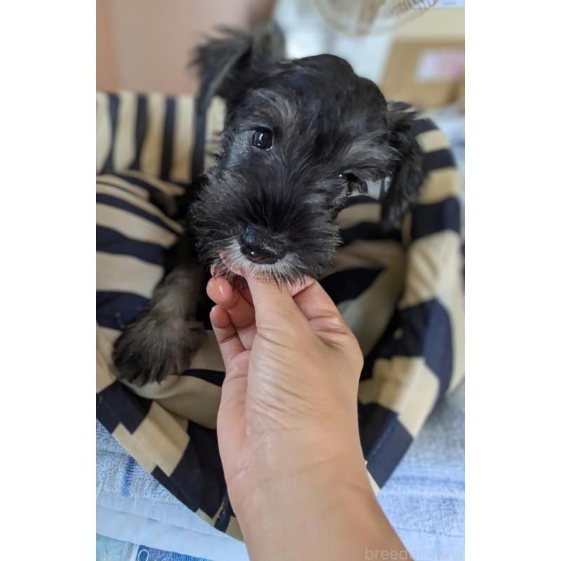 成約済の群馬県のミニチュアシュナウザー-403995の2枚目