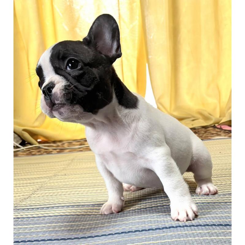 成約済の愛媛県のフレンチブルドッグ-406276の32枚目