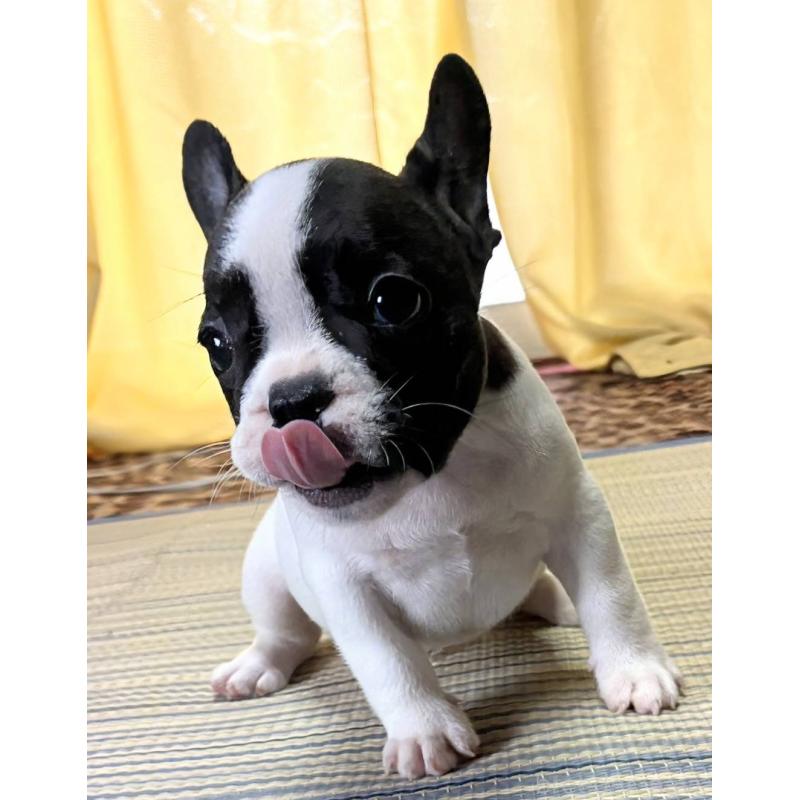 成約済の愛媛県のフレンチブルドッグ-406276の31枚目