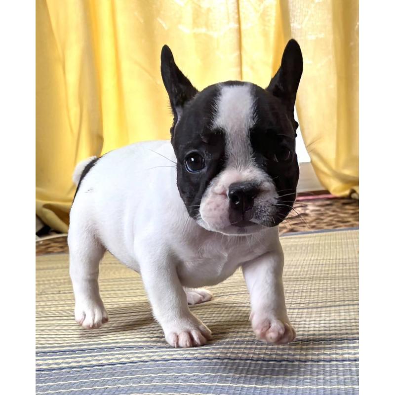 成約済の愛媛県のフレンチブルドッグ-406276の30枚目