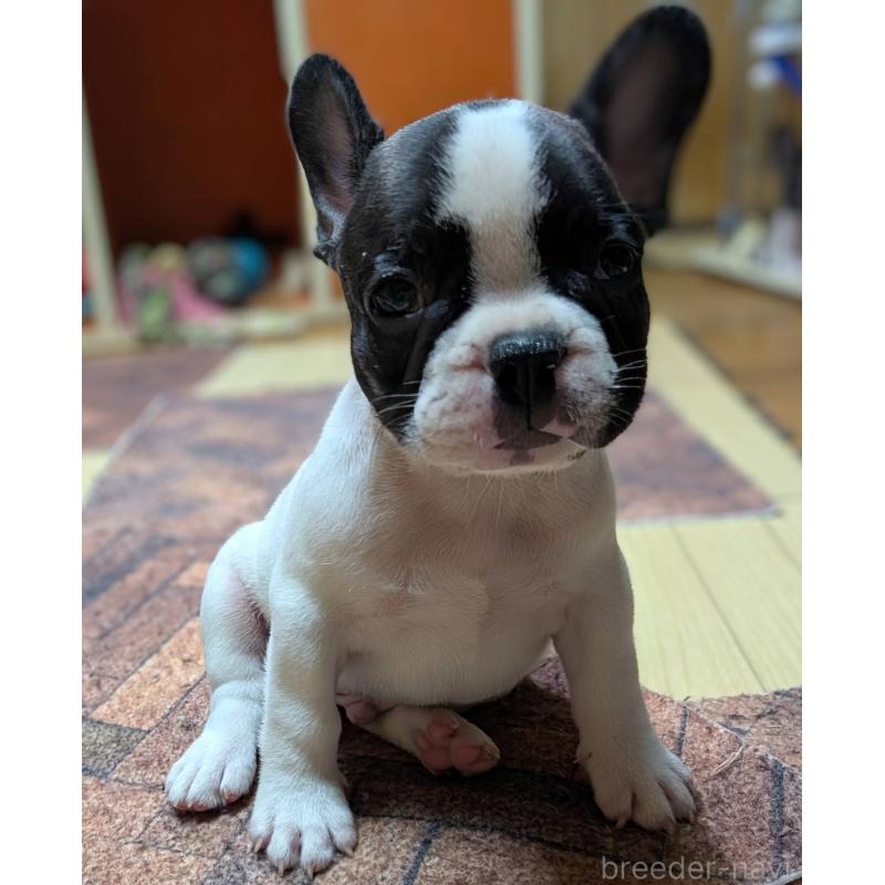 成約済の愛媛県のフレンチブルドッグ-406276の29枚目