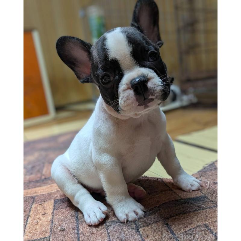 成約済の愛媛県のフレンチブルドッグ-406276の28枚目
