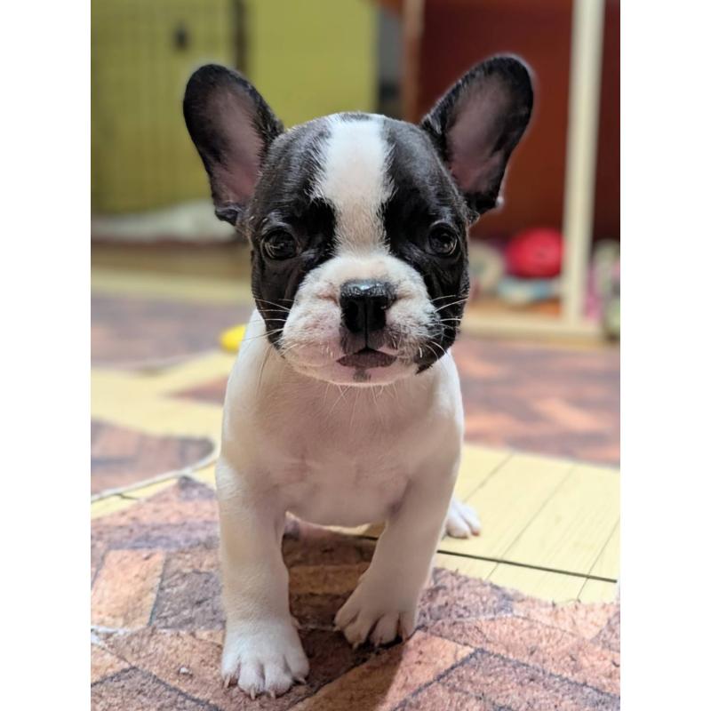 成約済の愛媛県のフレンチブルドッグ-406276の27枚目