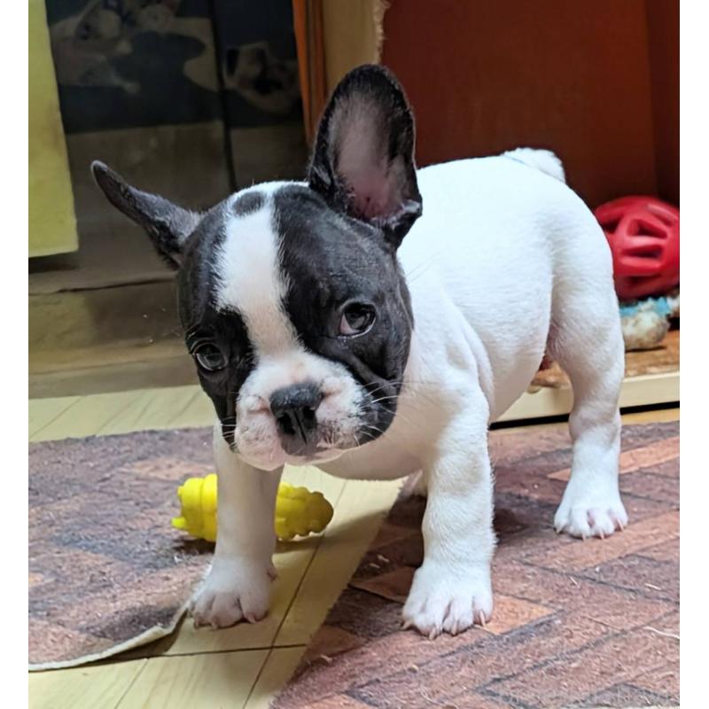 成約済の愛媛県のフレンチブルドッグ-406276の26枚目