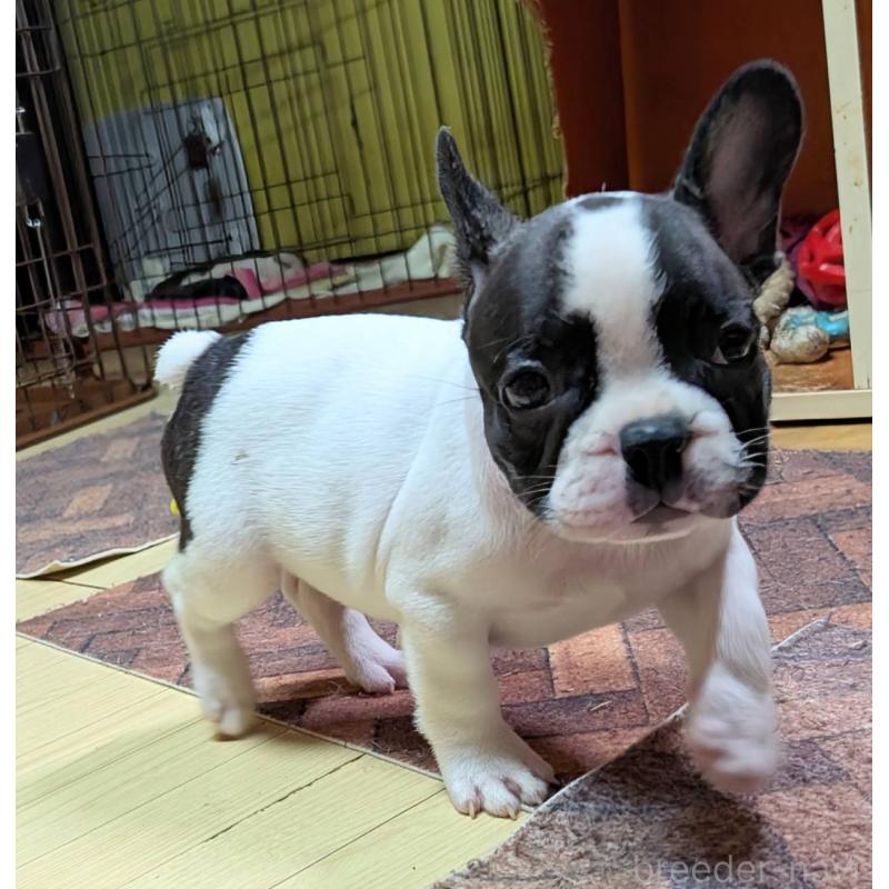 成約済の愛媛県のフレンチブルドッグ-406276の25枚目