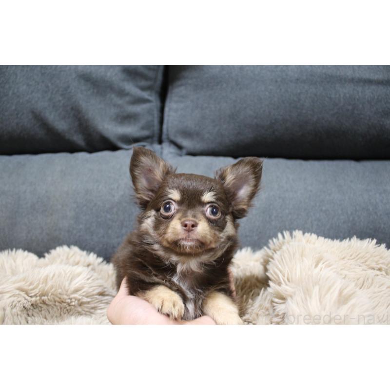 成約済の愛知県のチワワ(ロングコート)-398133の3枚目