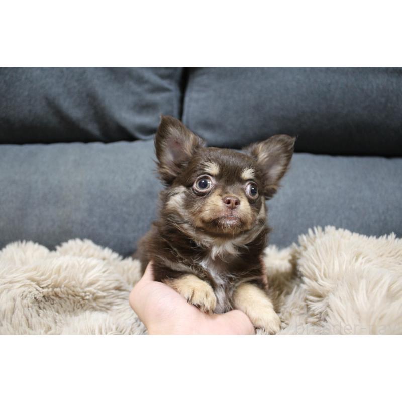 成約済の愛知県のチワワ(ロングコート)-398133の2枚目