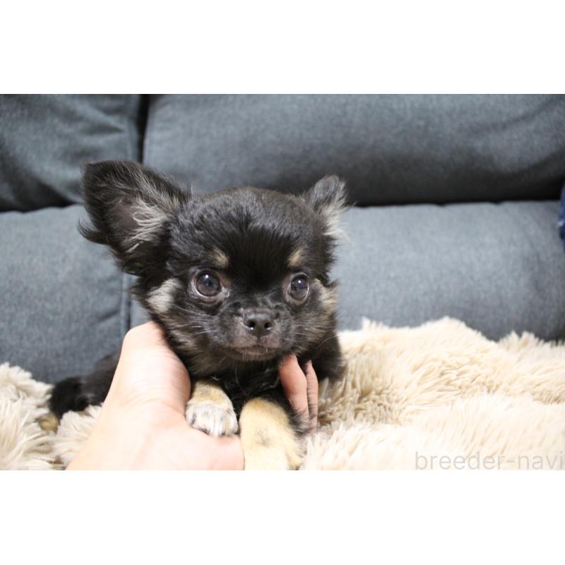 成約済の愛知県のチワワ(ロングコート)-398140の3枚目