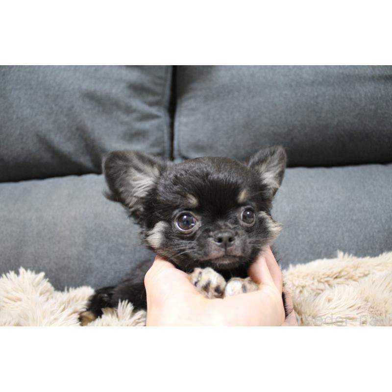 成約済の愛知県のチワワ(ロングコート)-398140の2枚目