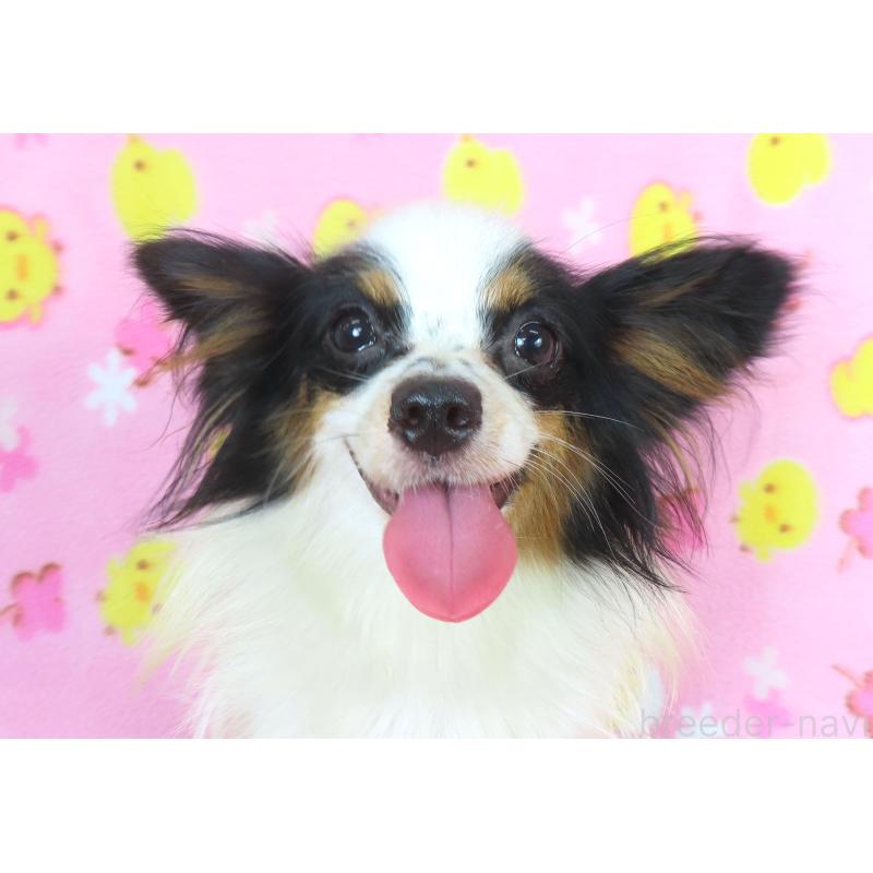 フェイスちゃん1枚目