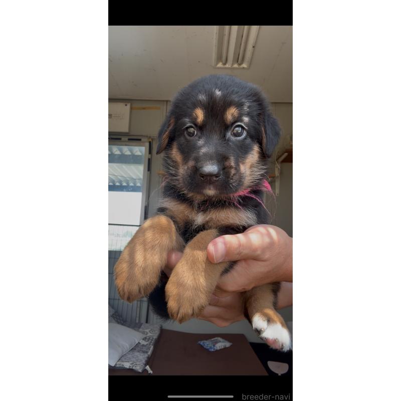 販売中の佐賀県のミックス犬-408831の4枚目