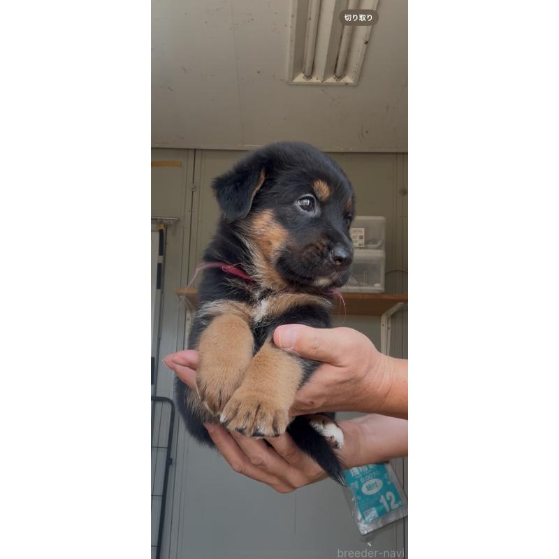 販売中の佐賀県のミックス犬-408831の3枚目