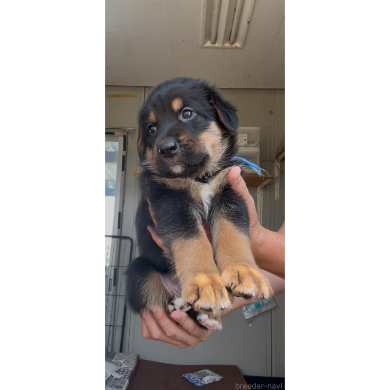 販売中の佐賀県のミックス犬-408831の2枚目