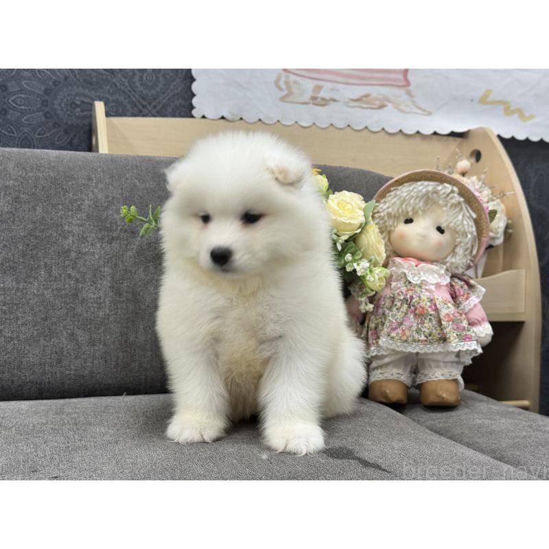 販売中の茨城県のサモエド-408842の6枚目
