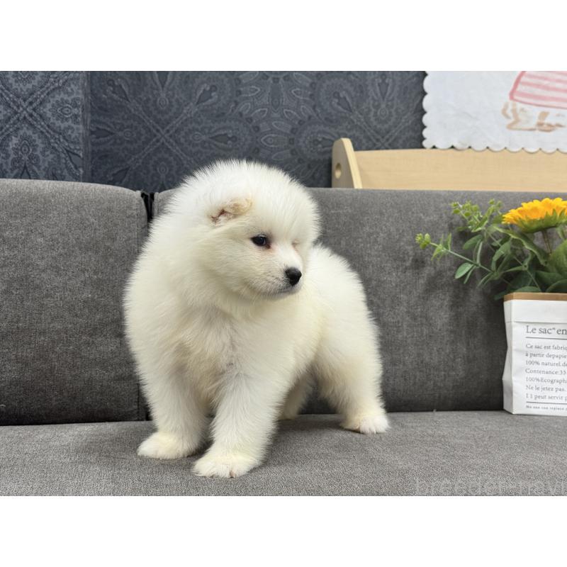 販売中の茨城県のサモエド-408842の4枚目
