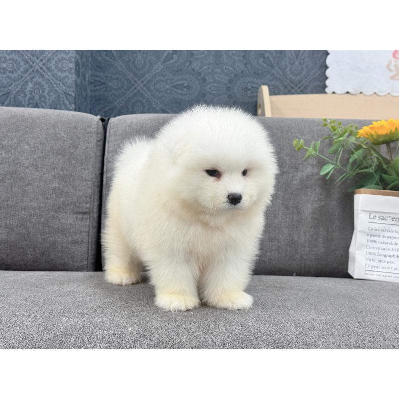 販売中の茨城県のサモエド-408846の5枚目