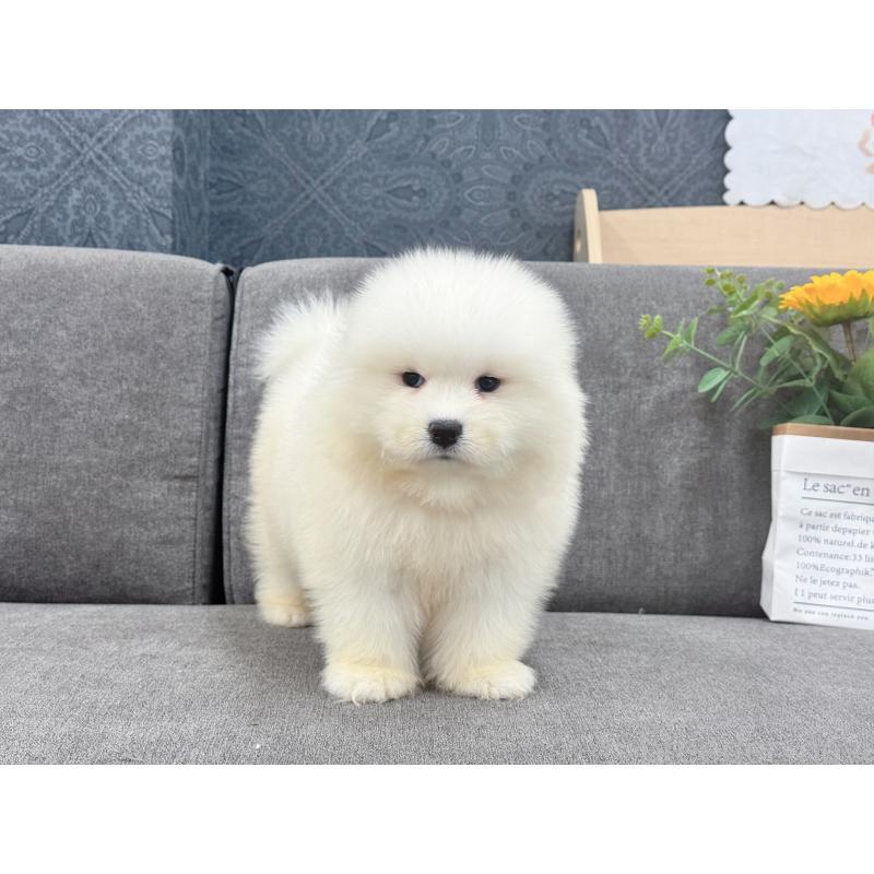 販売中の茨城県のサモエド-408846の4枚目