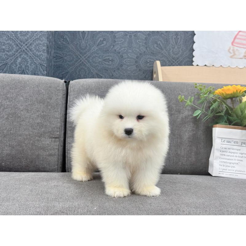 販売中の茨城県のサモエド-408846の3枚目