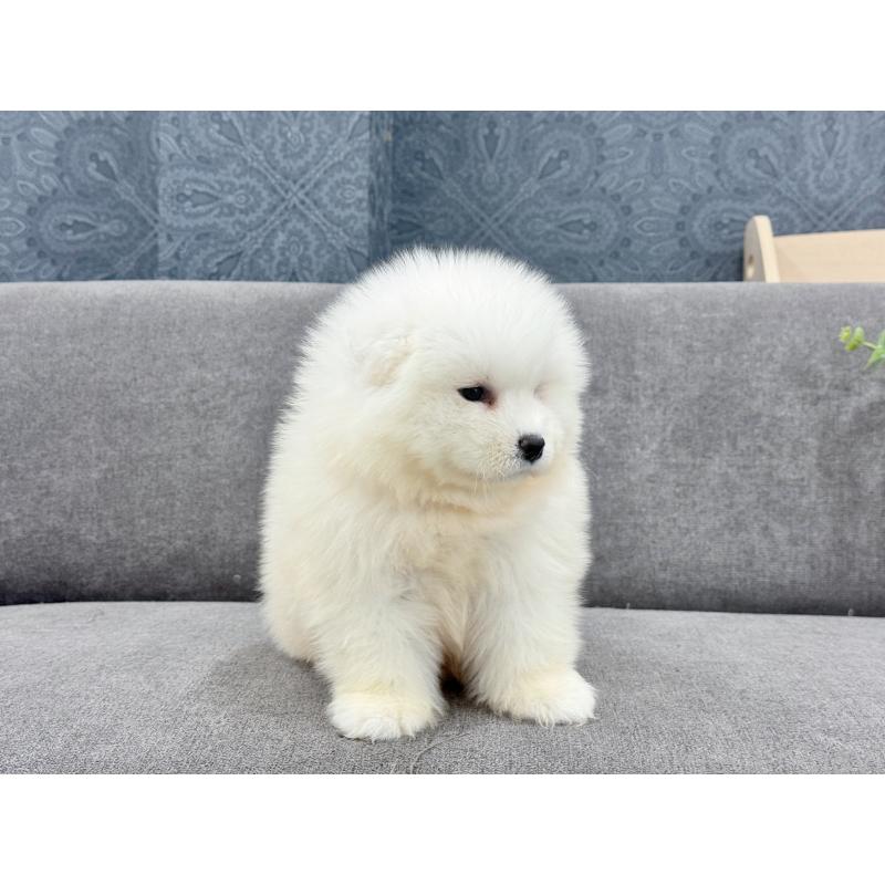 販売中の茨城県のサモエド-408846の2枚目
