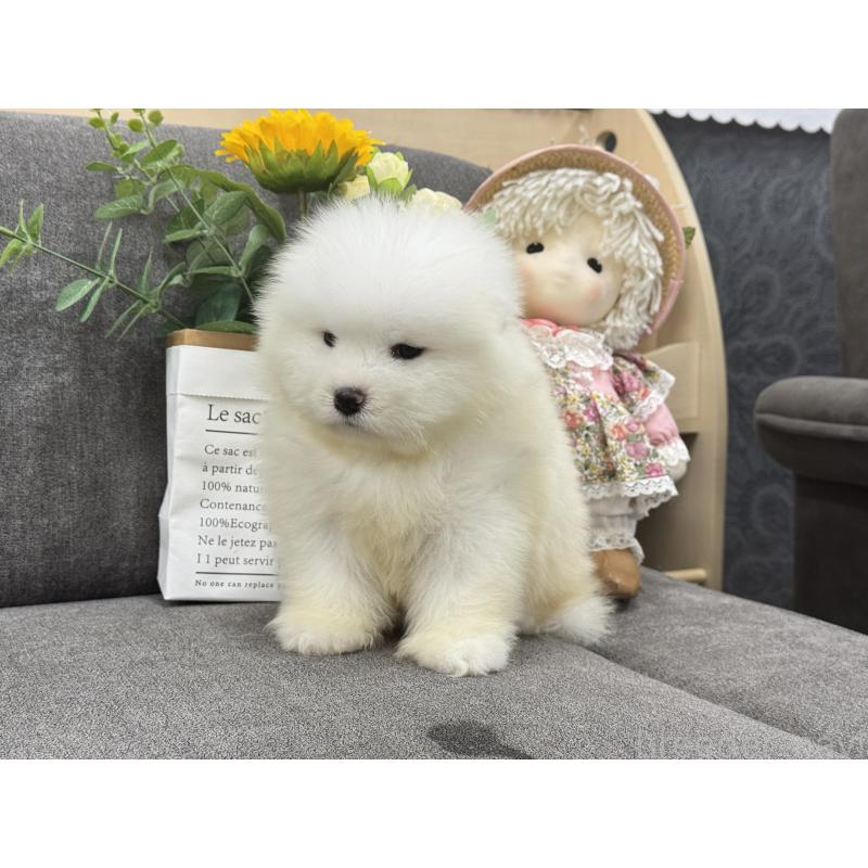 販売中の茨城県のサモエド-408847の6枚目